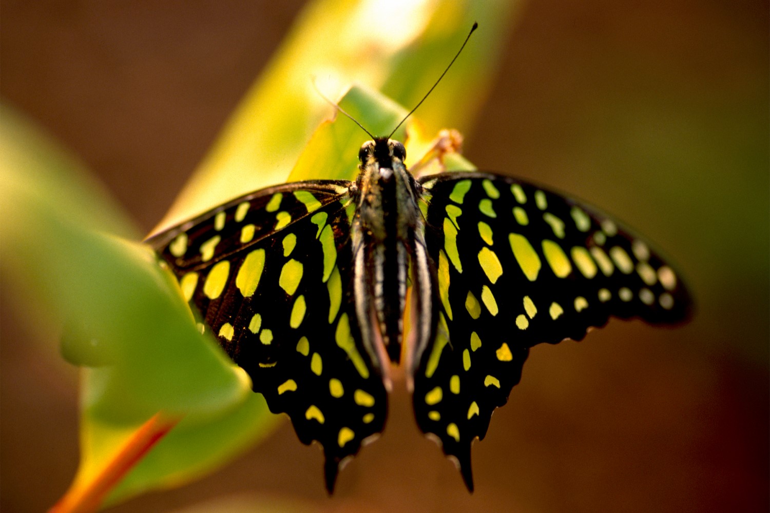 Butterfly House