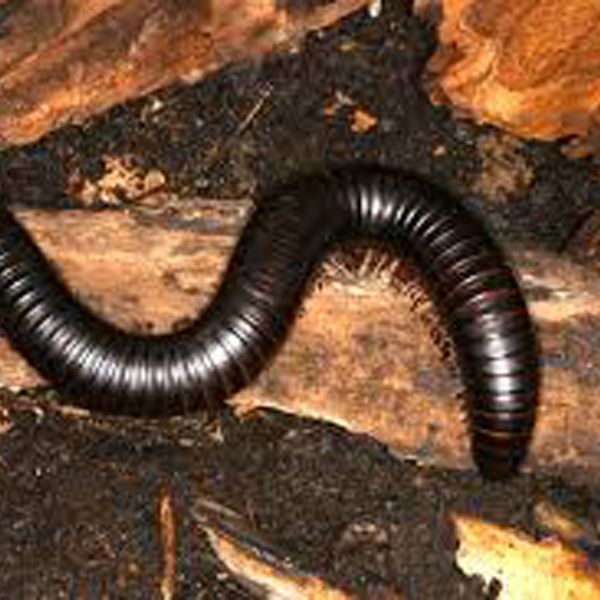 Giant African Milipede