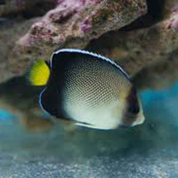 Indian Yellow Tail Angel Fish