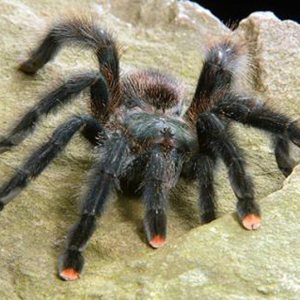 Pink Toed Tarantula