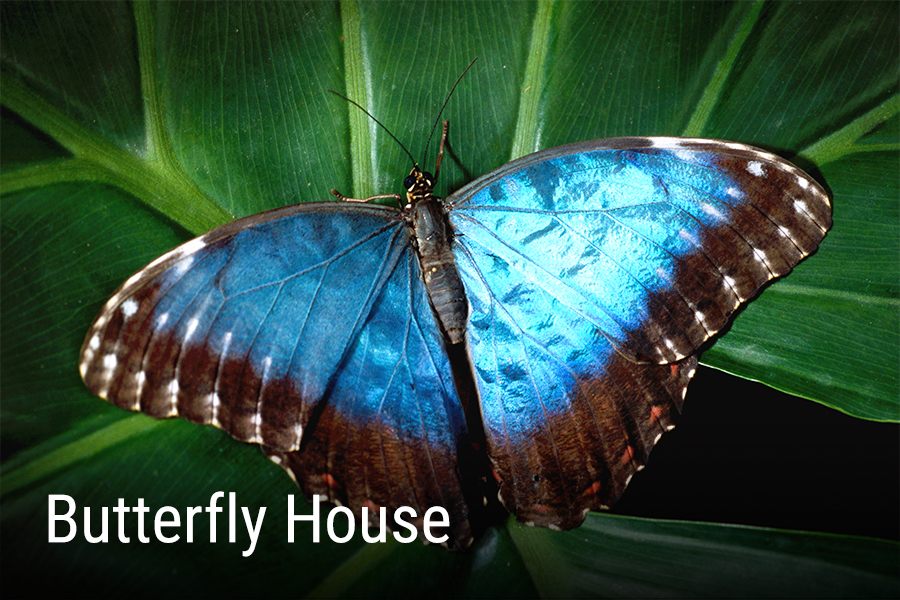 Butterfly-house