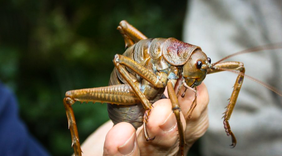 Wetapunga Wetapunga