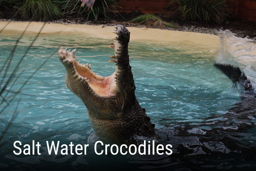 Salt-water-crocs