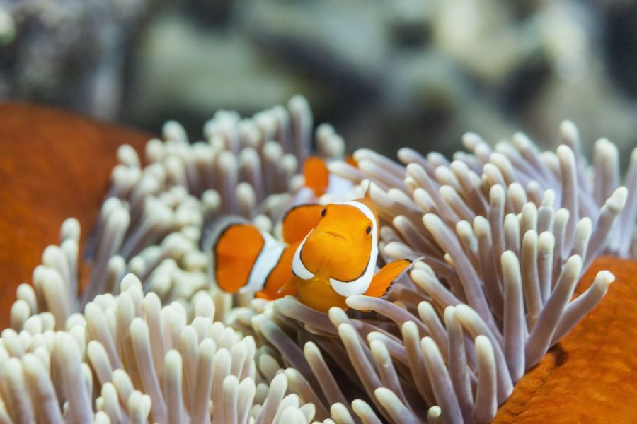 Clown Anemonefish (Amphiprion ocellaris) and its anemone home at Agincourt Reef, Great Barrier Reef Marine Park, Queensland, Australia