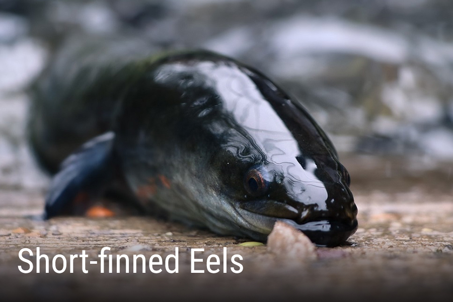 Eel-encounter-tile
