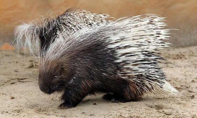 cape porcupine 2