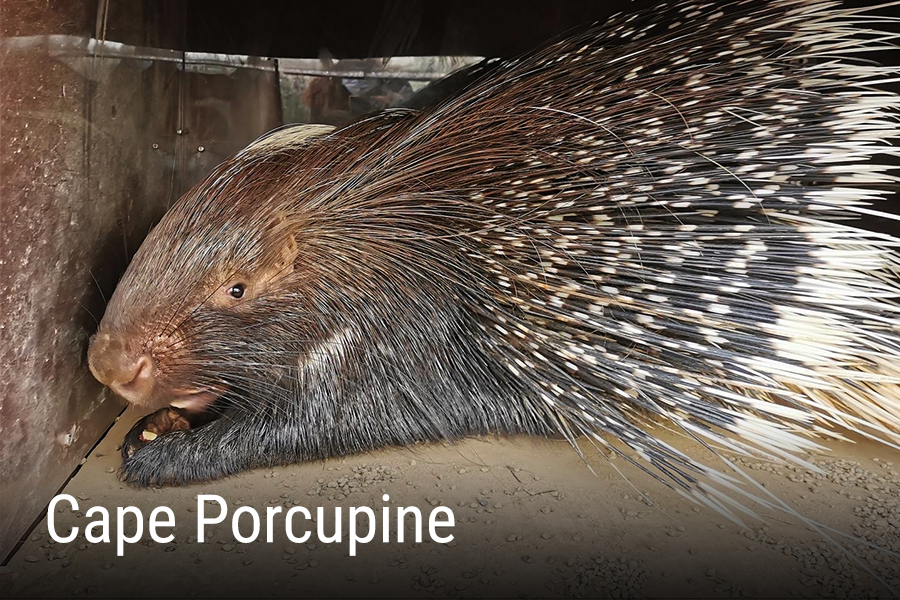 cape-porcupine-animal-attraction-tile