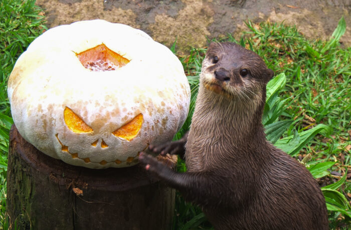 Otter with halloween pumpkin1