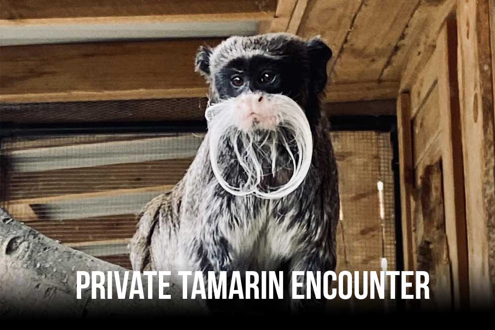 Private Tamarin Encounter