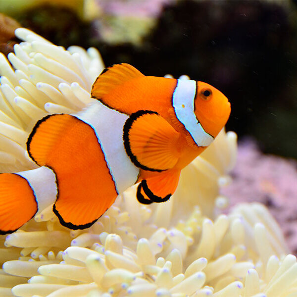 Butterfly Creek Aquarium