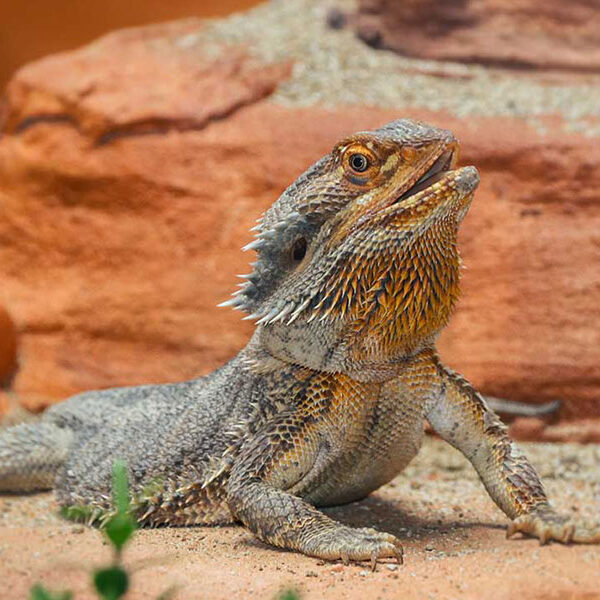 Butterfly Creek Bearded Dragon