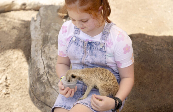 Meerkat Encounter at Butterfly Creek